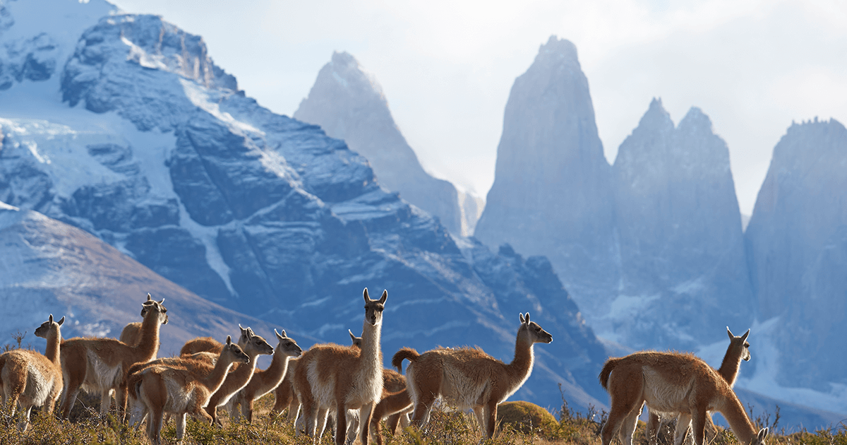 Parque nacional torres del paine | Blog | Vino Gato - Típico Chileno