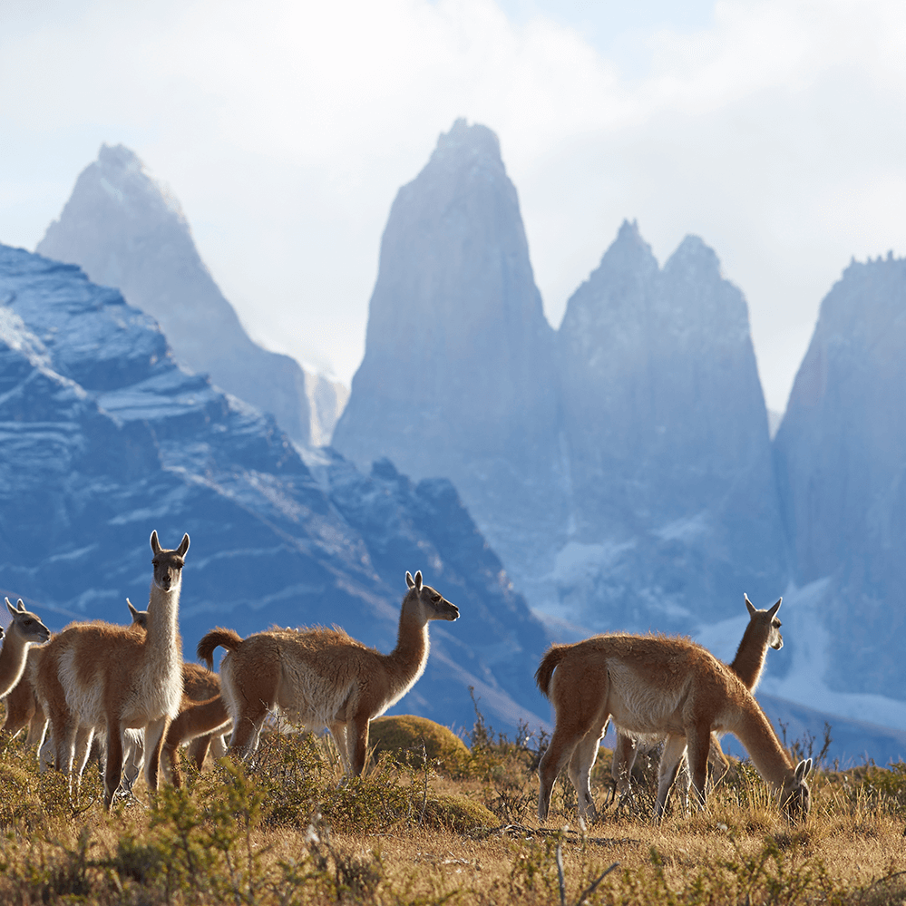 Parque Nacional Torres del Paine | Recetas Chilenas