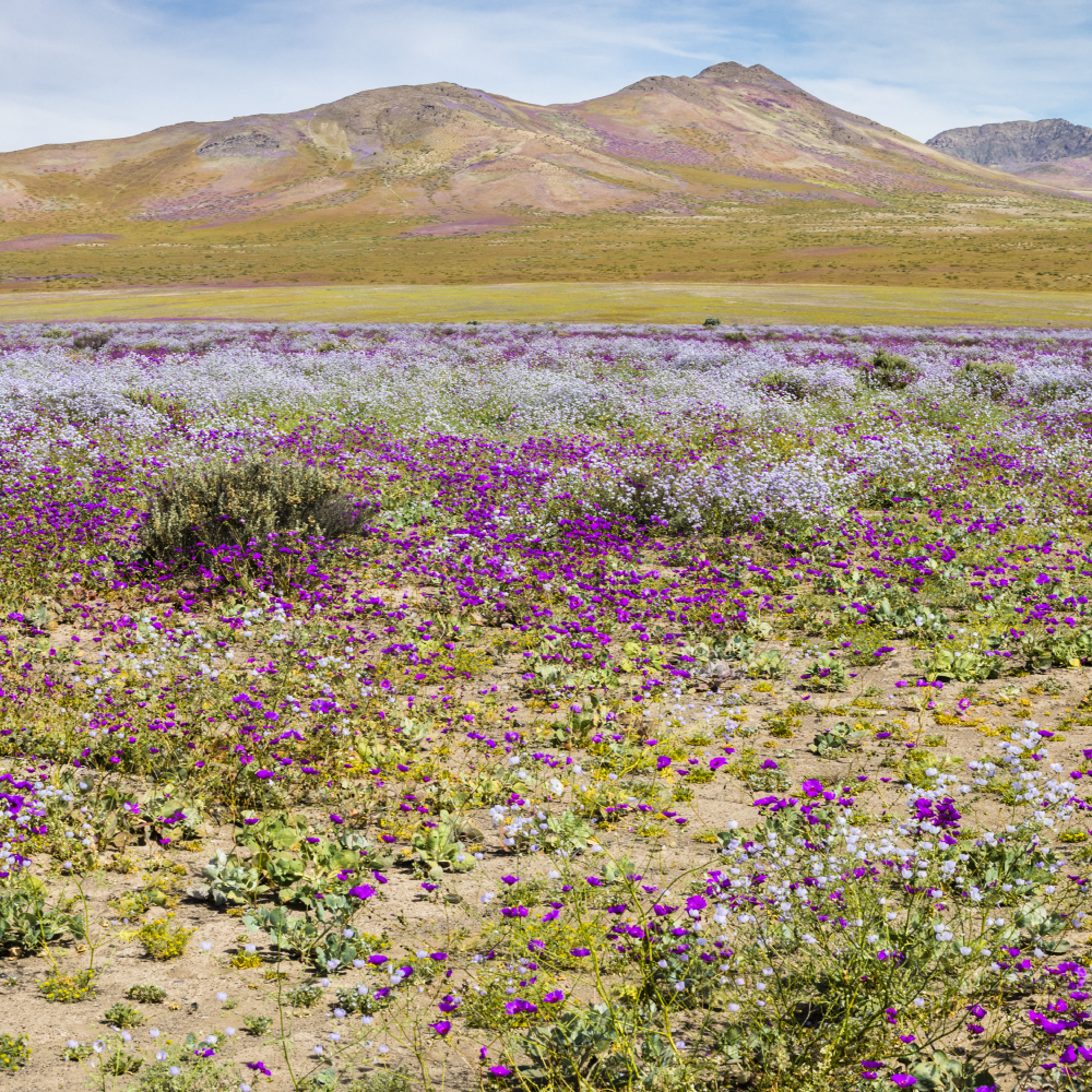 ¿Dónde ver el desierto florido 2022? | Recetas Chilenas